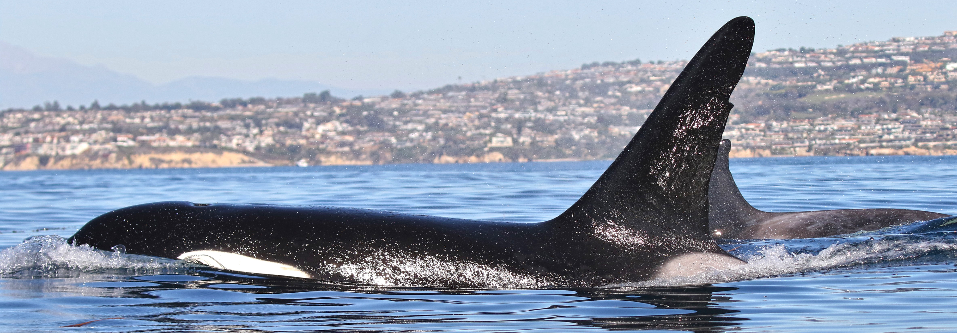 Orca, Killer Whale