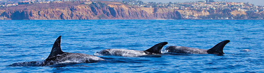 A pod of Rissos dolphin off the coast of Newport Beach