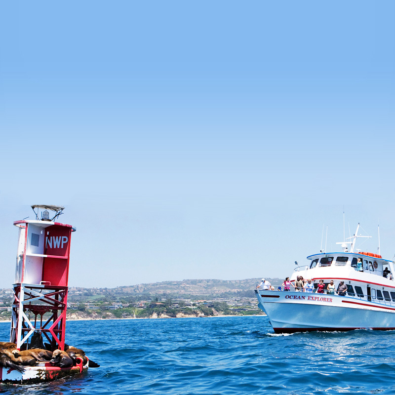 Whale watchers stand at the front end of a boat while taking a tour on the Pacific Ocean, looking for wildlife.