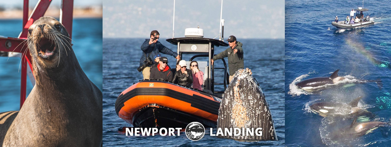 whale watching tours rhode island