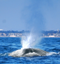 Blue Whale Watching