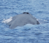 Blue Whale Watching